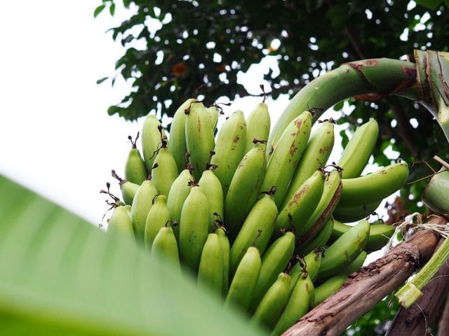 กล้วย-banana-sansiribackyard