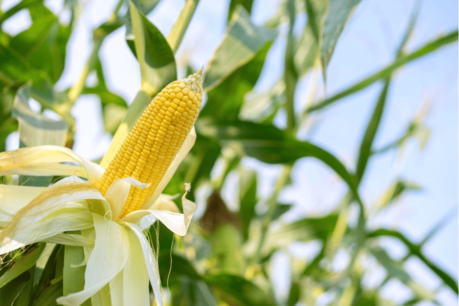 ข้าวโพด-mature-corn-in-corn-field-sansiribackyard